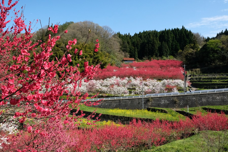「天国に一番近い里」花桃