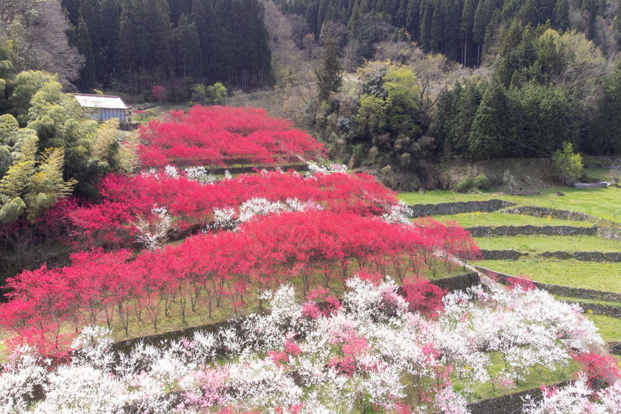「天国に一番近い里」花桃