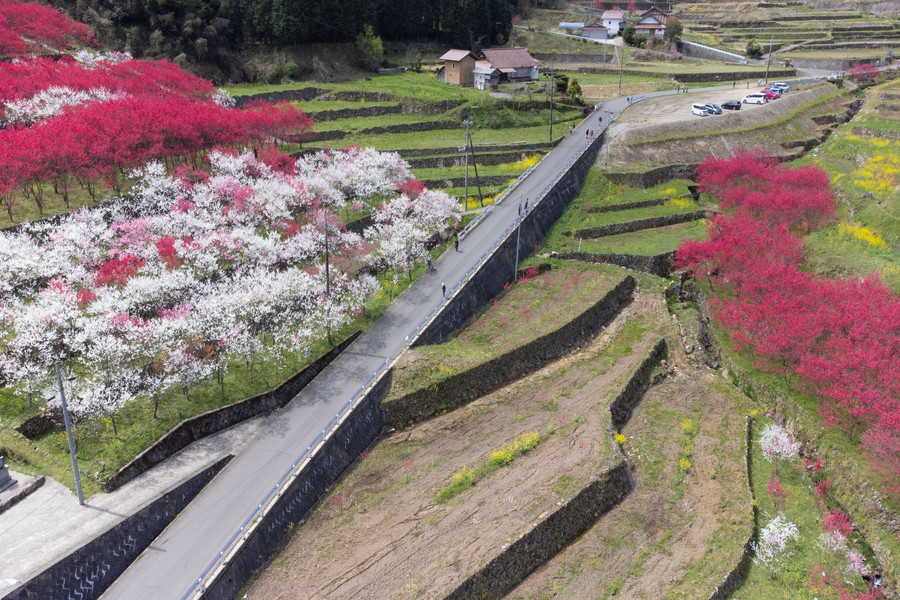「天国に一番近い里」花桃