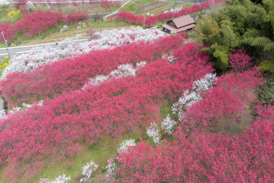 「天国に一番近い里」花桃