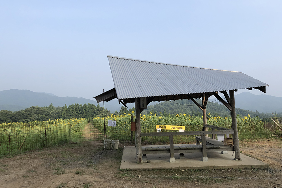 野山嶽ひまわり園