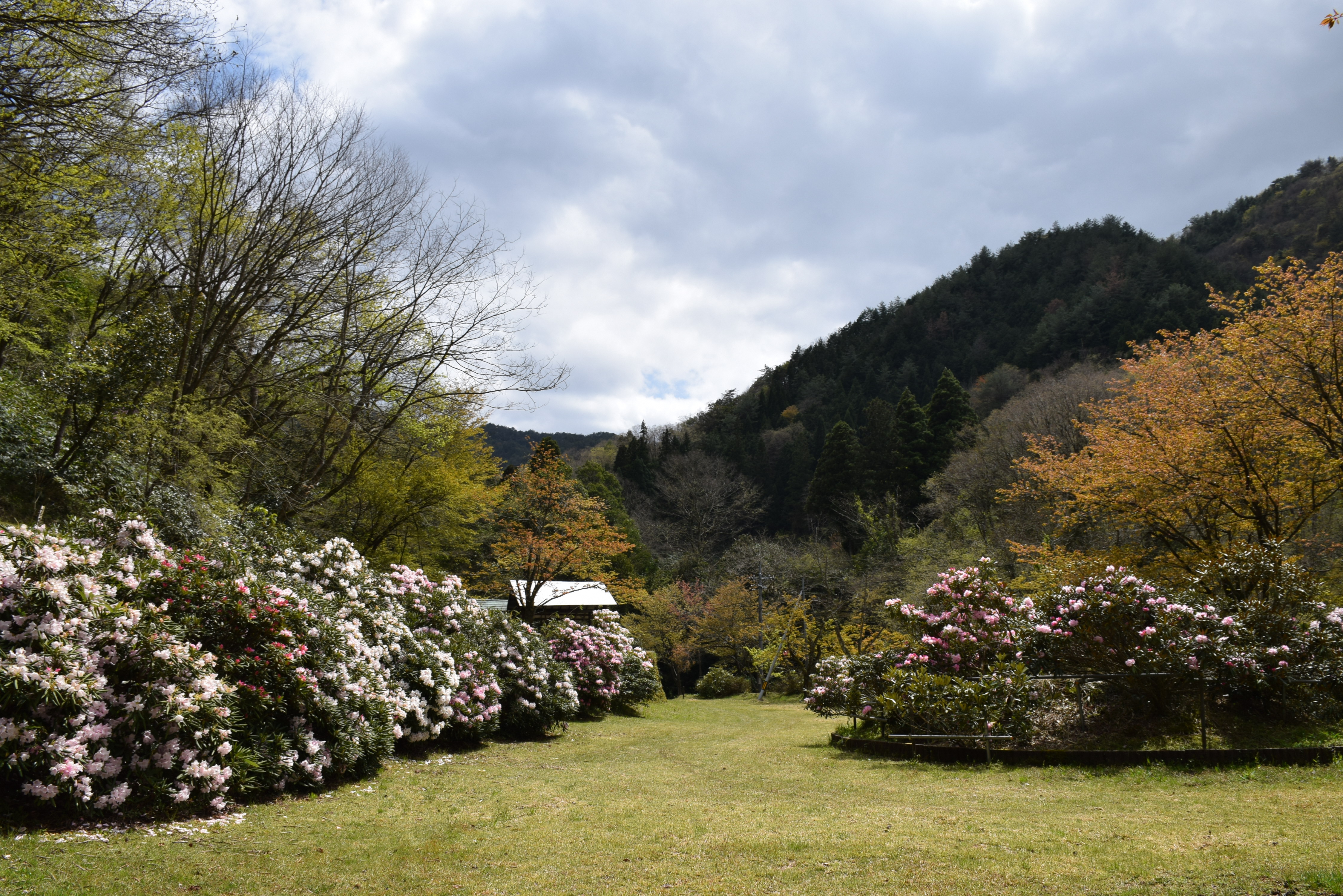 シャクナゲパーク花の谷