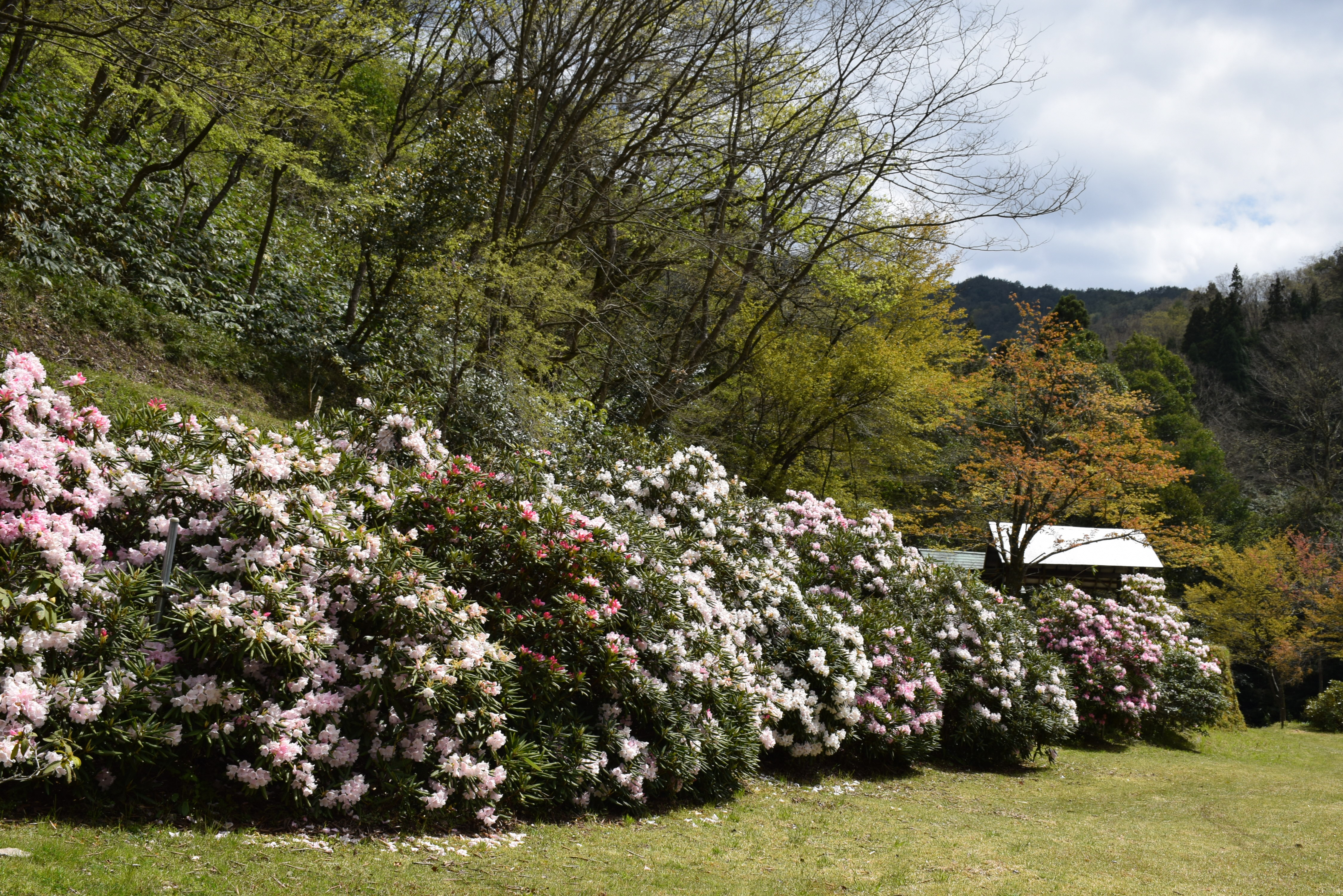 シャクナゲパーク花の谷