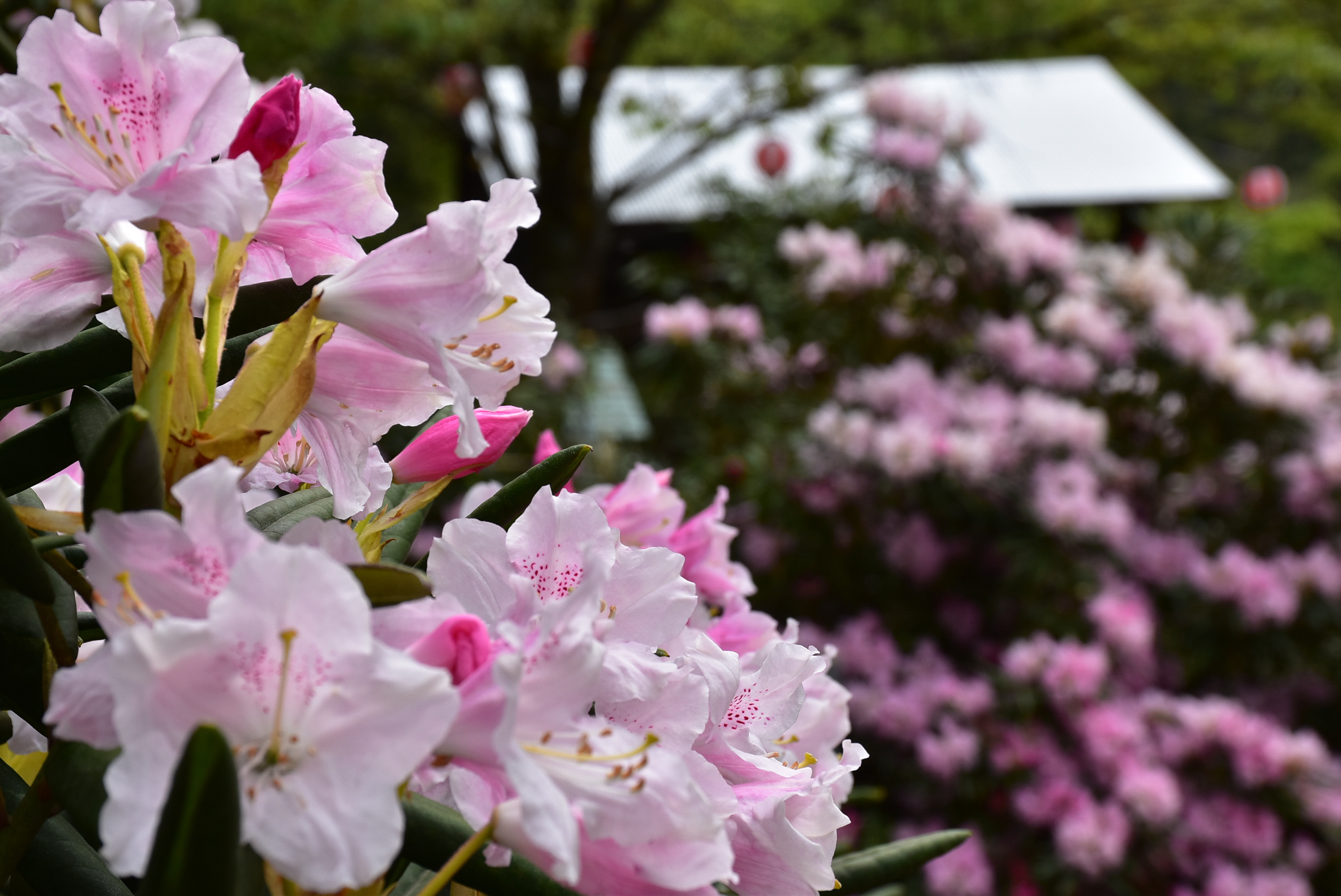 シャクナゲパーク花の谷