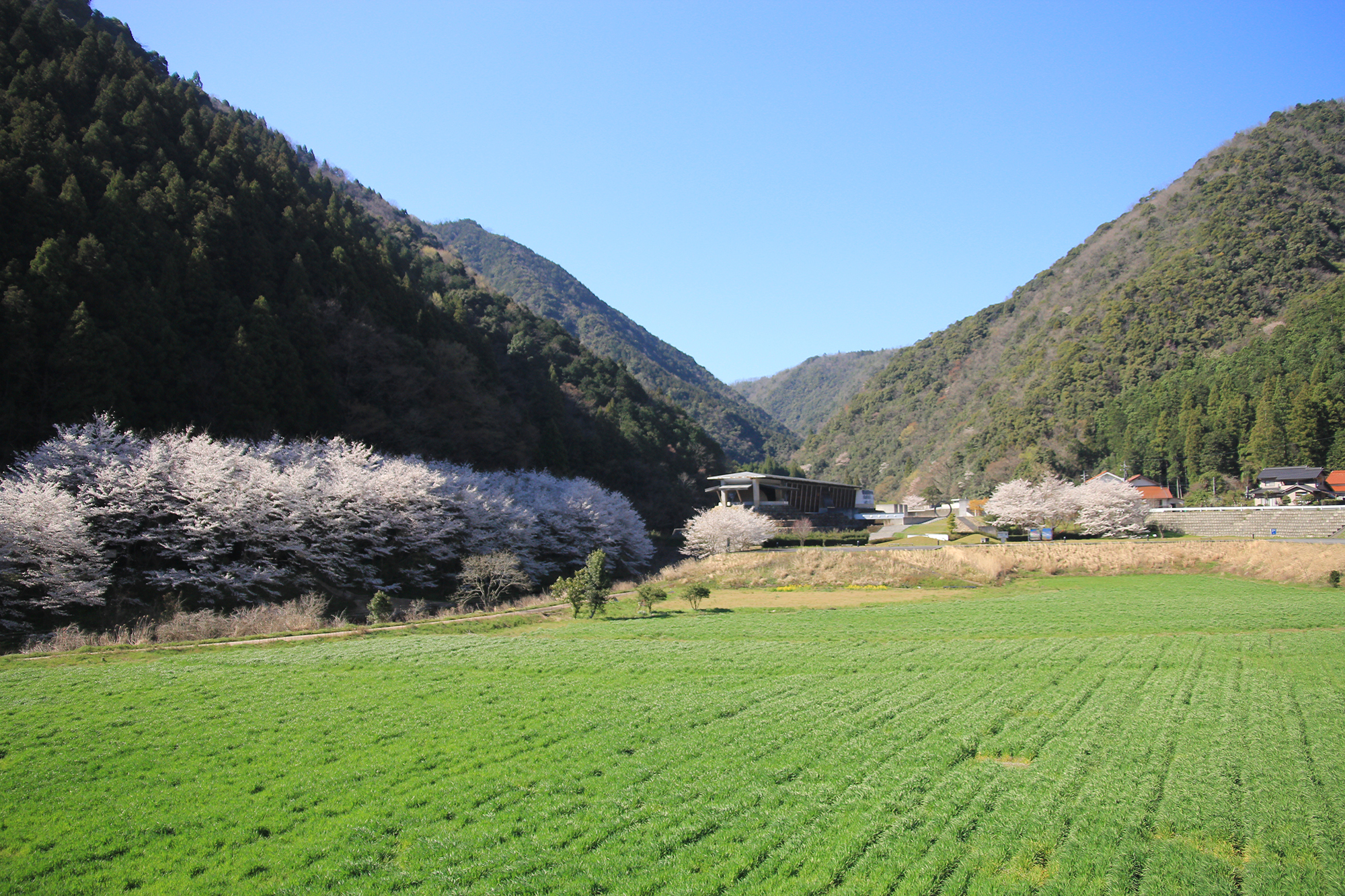 桜江の桜