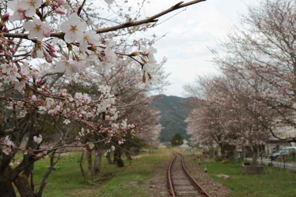 桜江の桜
