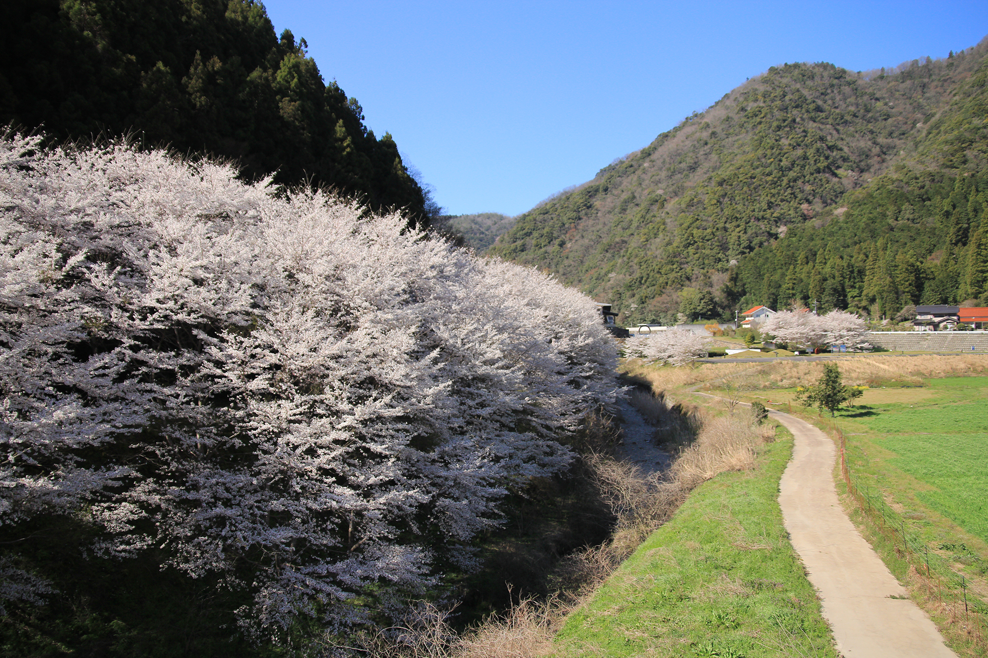 桜江の桜