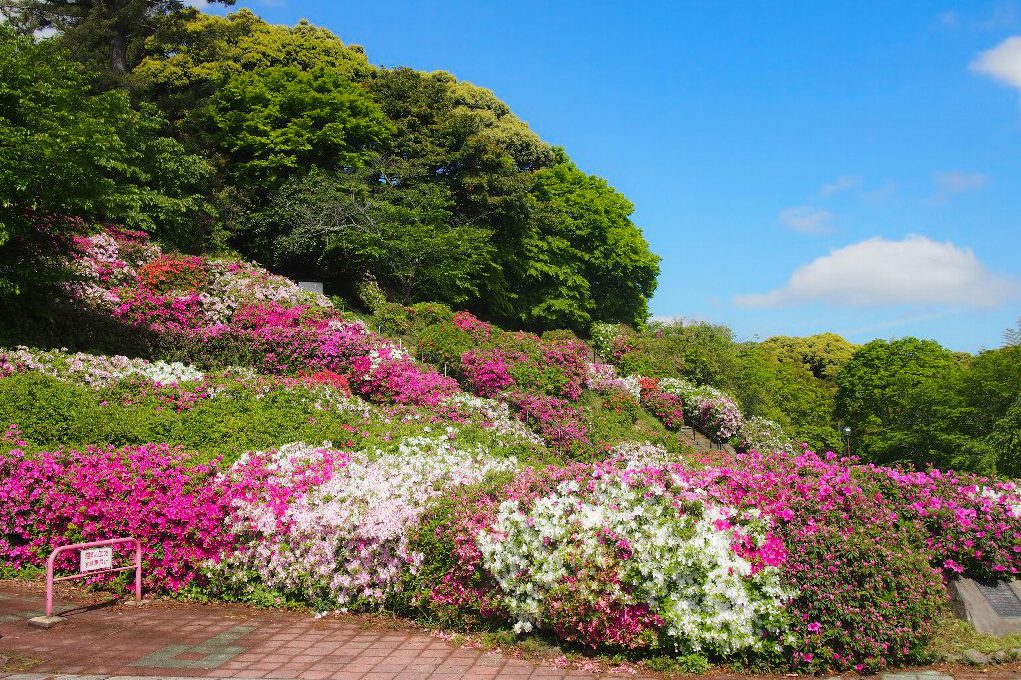 斐川公園のツツジ
