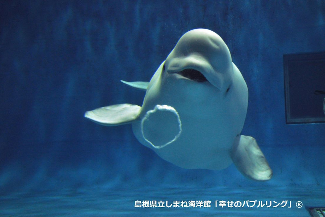 しまね海洋館アクアス