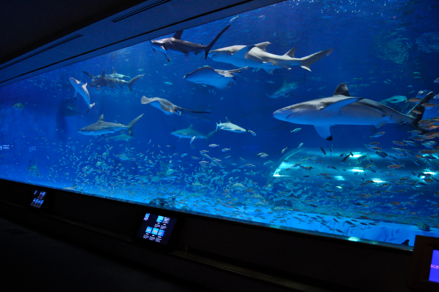 しまね海洋館アクアス