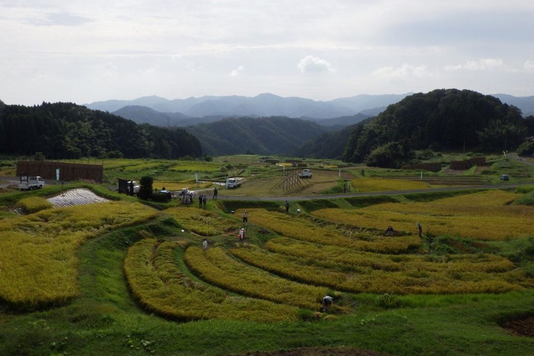 山王寺の棚田