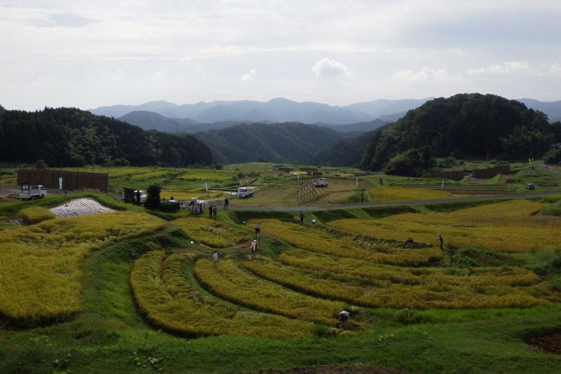 山 王寺 の 棚田