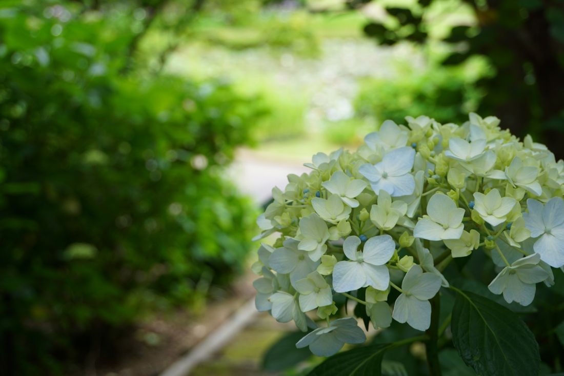 しまね花の郷