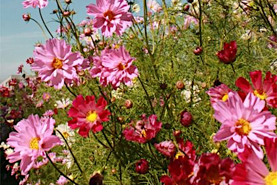 しまね花の郷