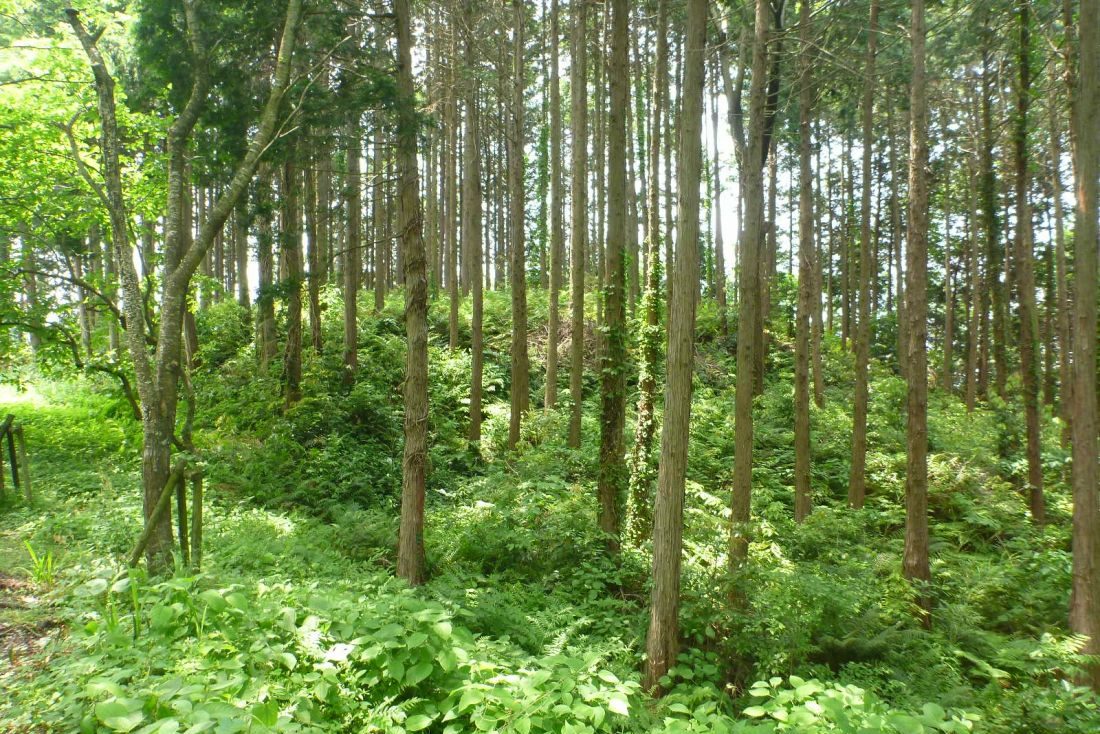 古代出雲王陵の丘（造山古墳群）