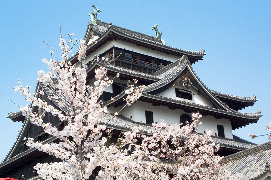 松江城山公園のサクラ