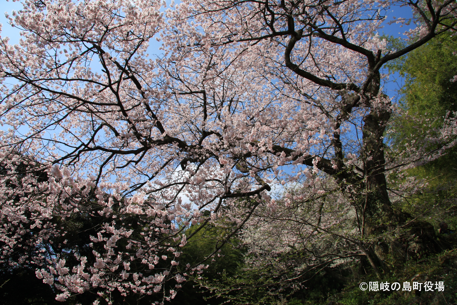 世間桜
