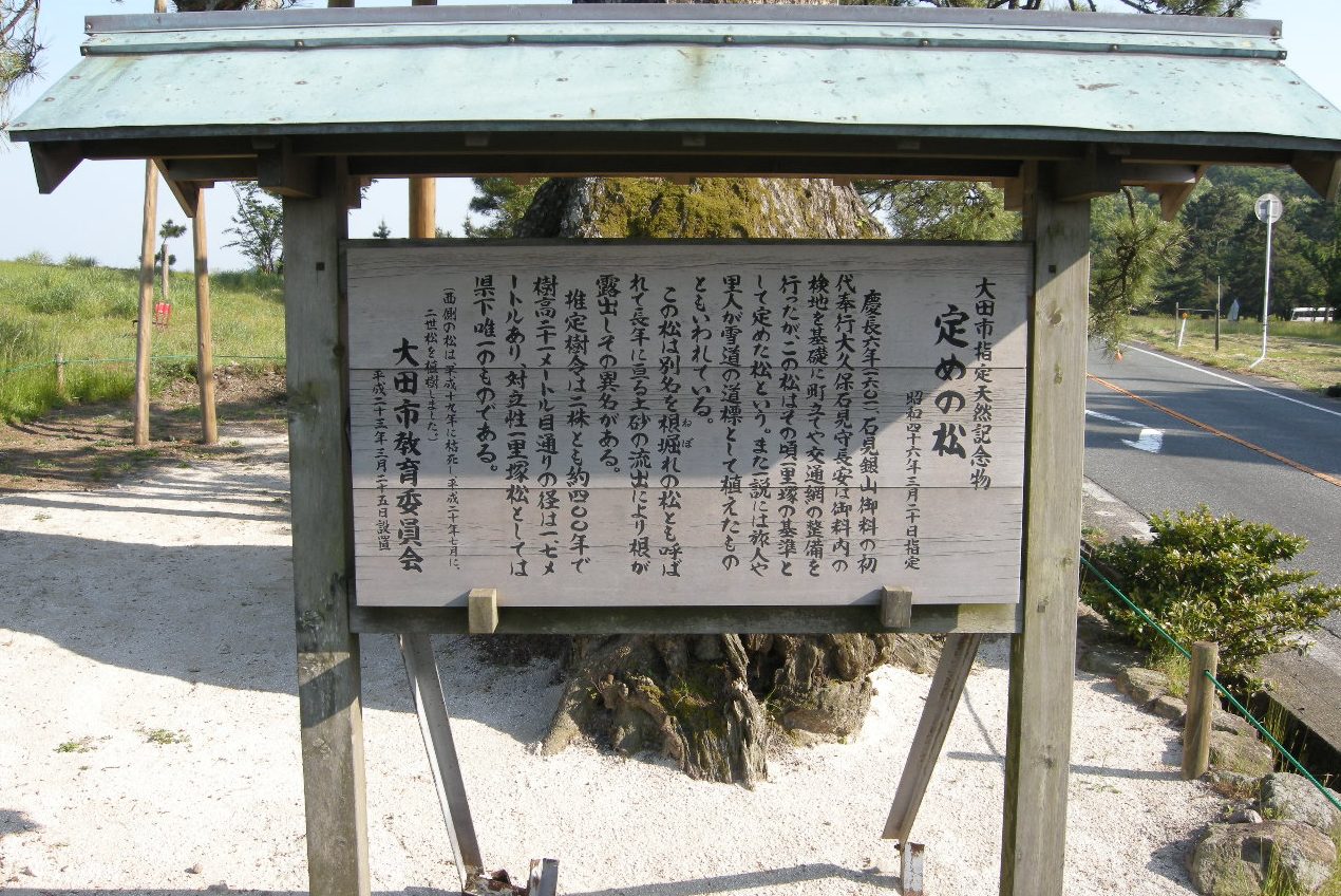 定めの松