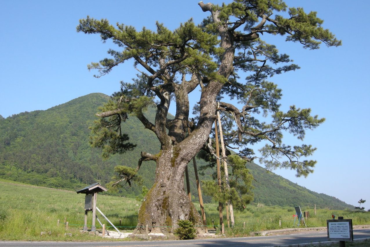 定めの松