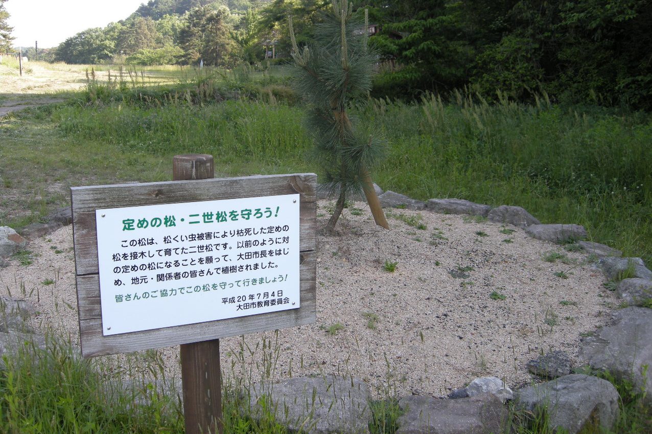 定めの松