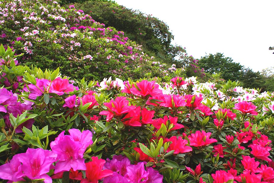 斐川公園のツツジ