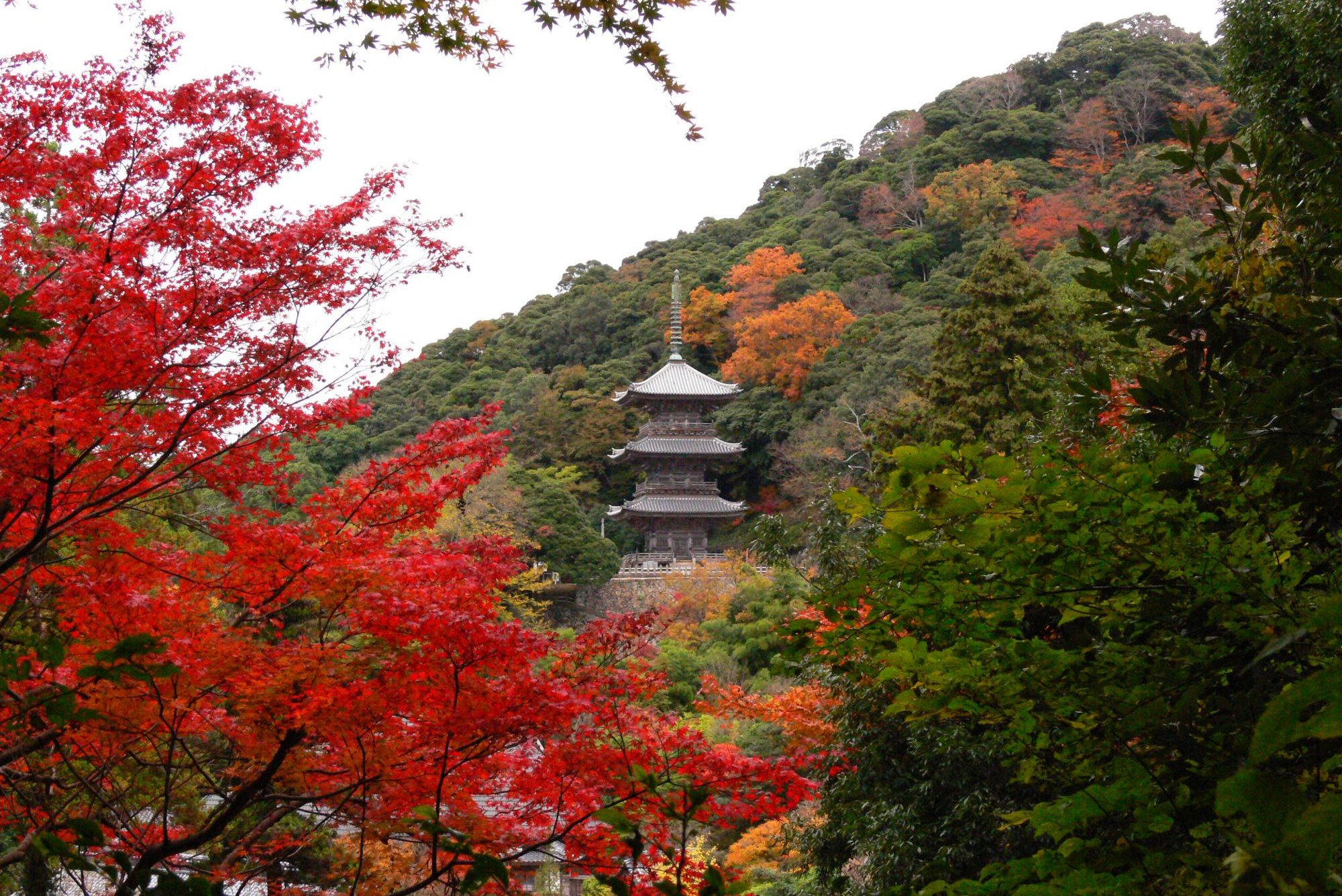 清水寺の紅葉