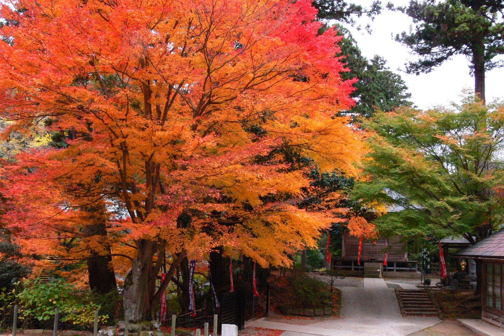 清水寺の紅葉