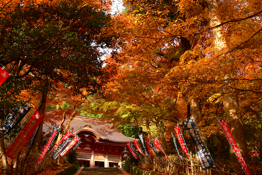 鰐淵寺の紅葉