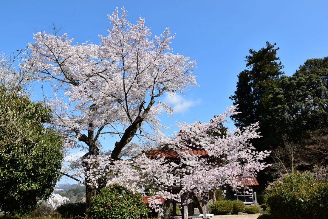 妙用寺の桜