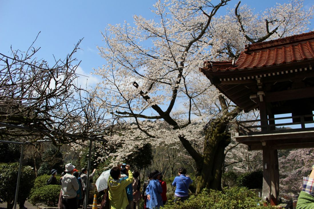 妙用寺の桜
