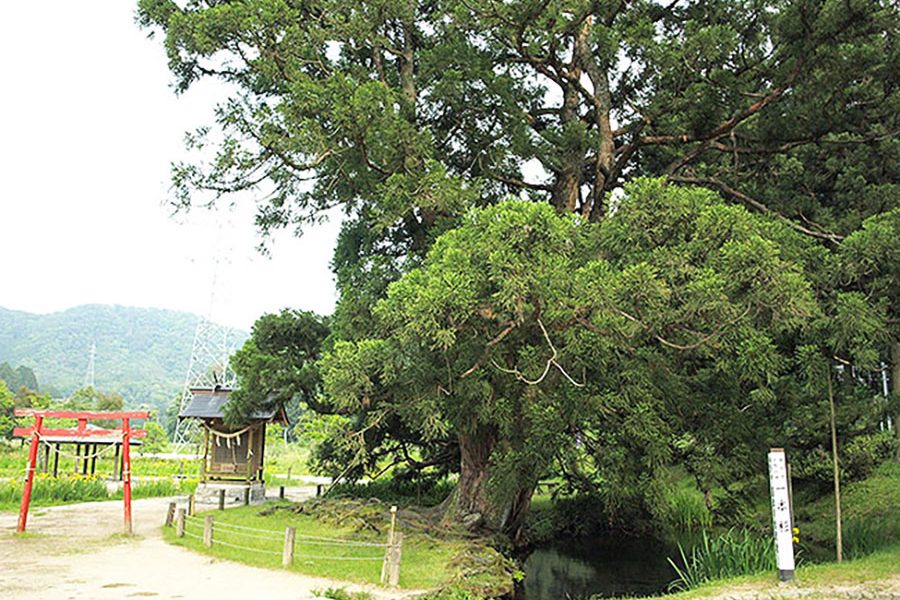 一本杉