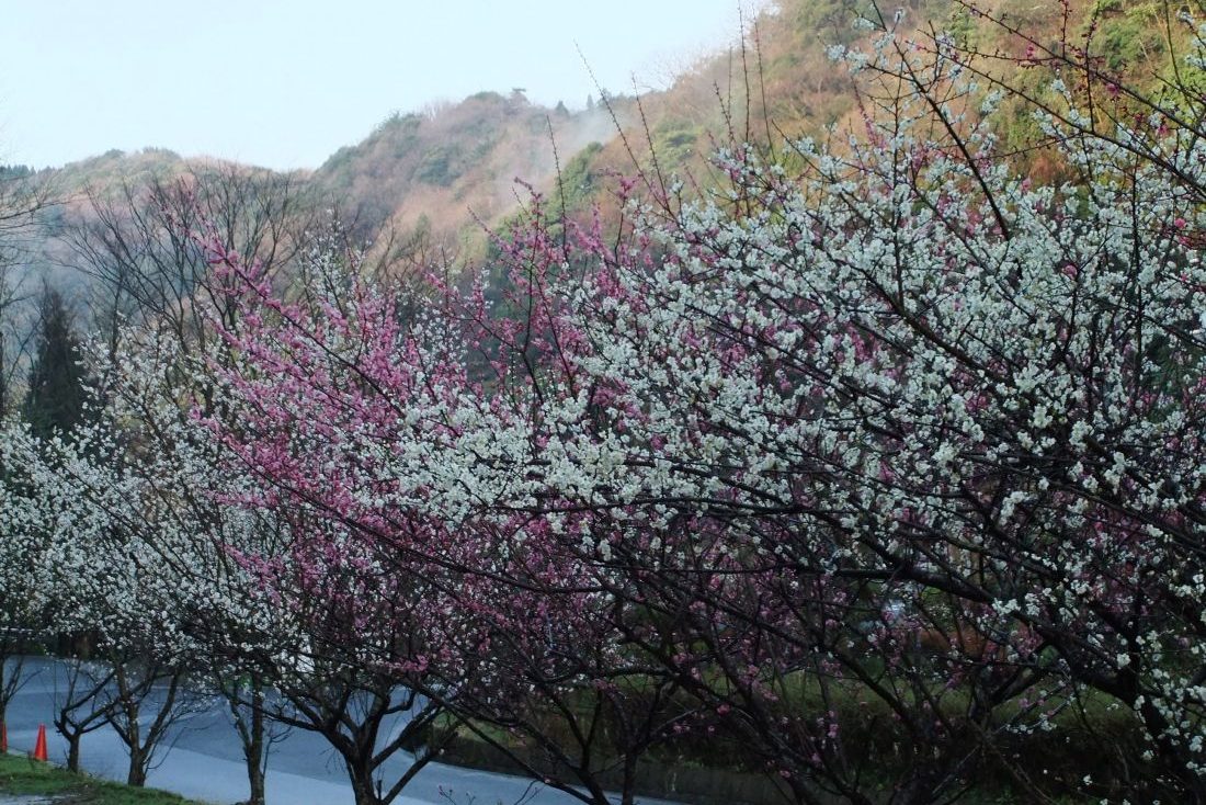 銀山公園のウメ