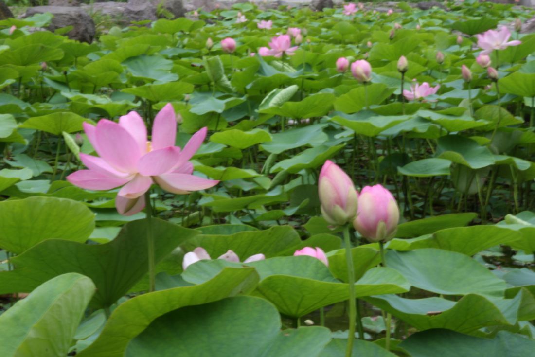 縄文の森公園