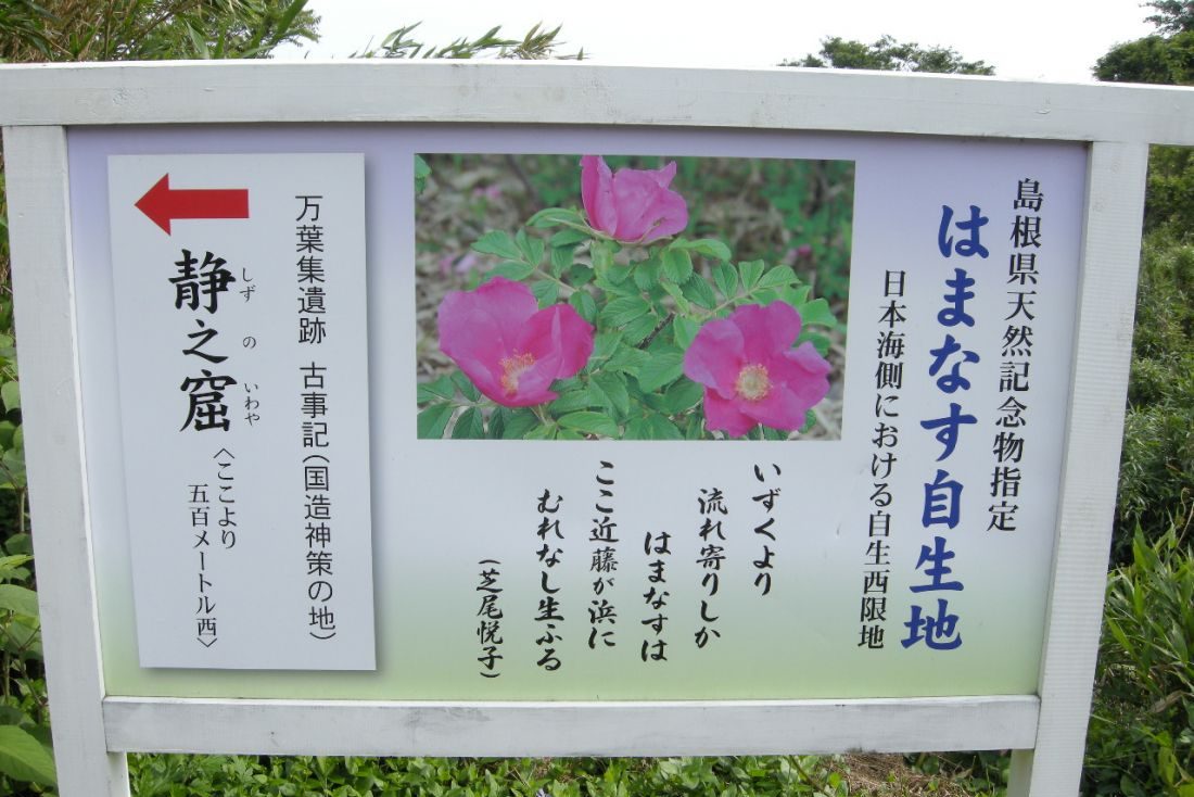 近藤ケ浜ハマナス自生地