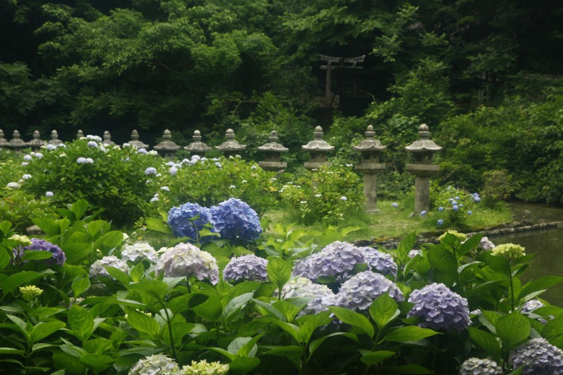 月照寺のアジサイ