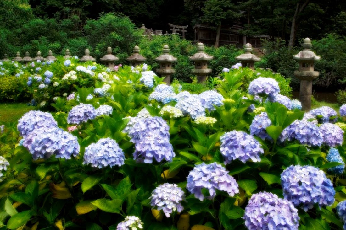 月照寺のアジサイ