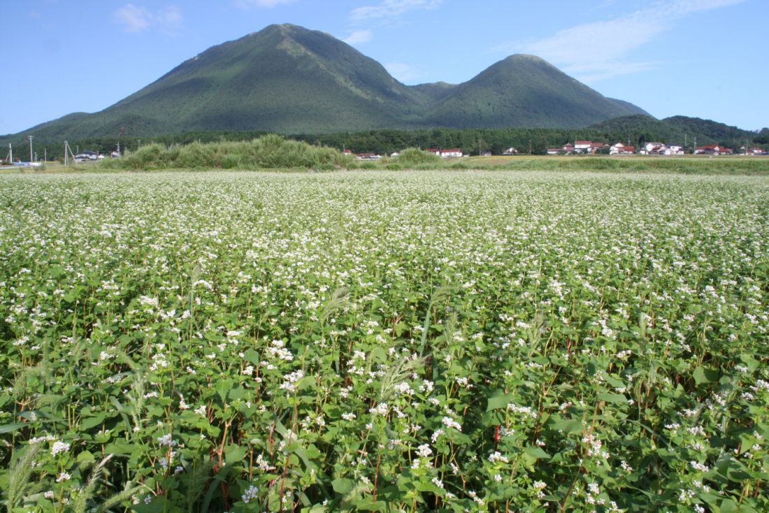 三瓶山のソバの花