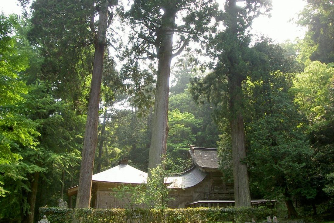 三台杉
