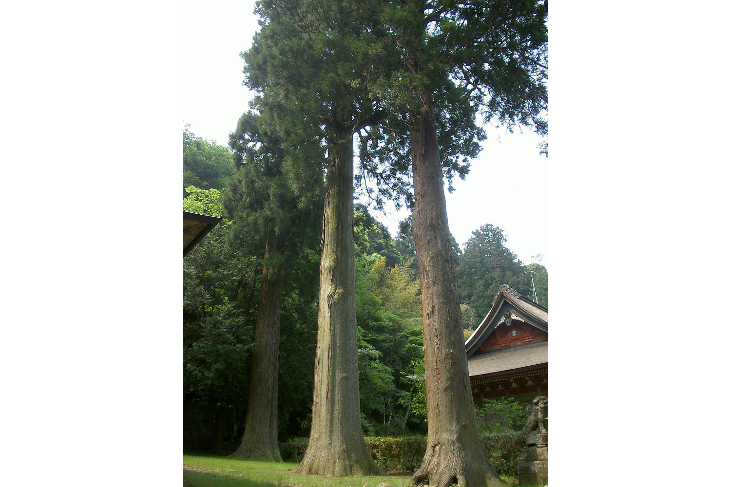 三台杉