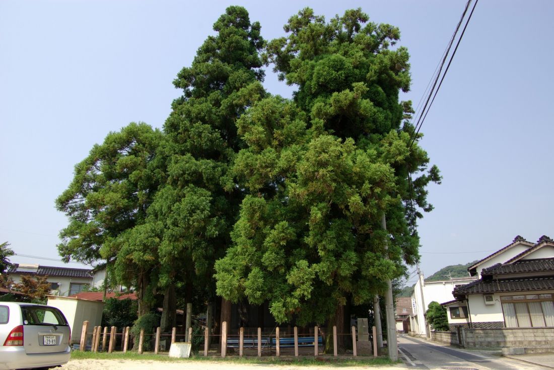 八本杉