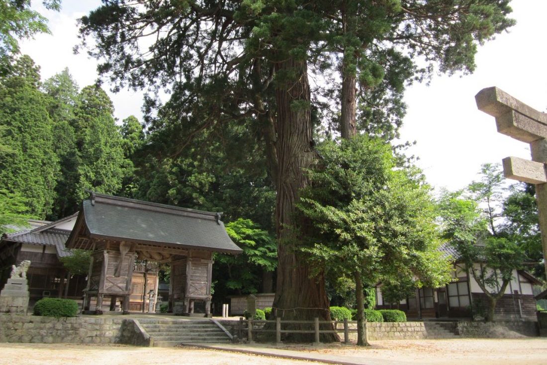 由來八幡宮の大杉