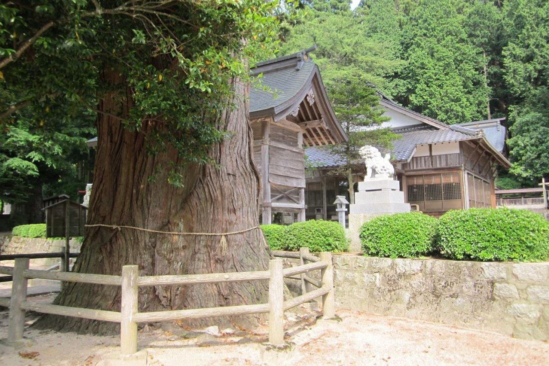 由來八幡宮の大杉