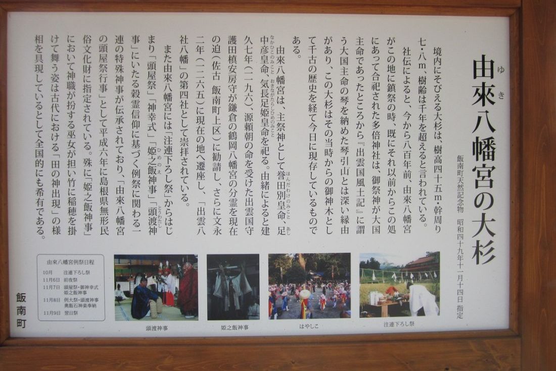 由來八幡宮の大杉