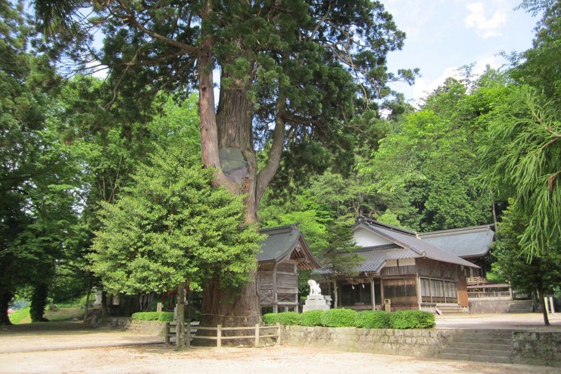 由來八幡宮の大杉