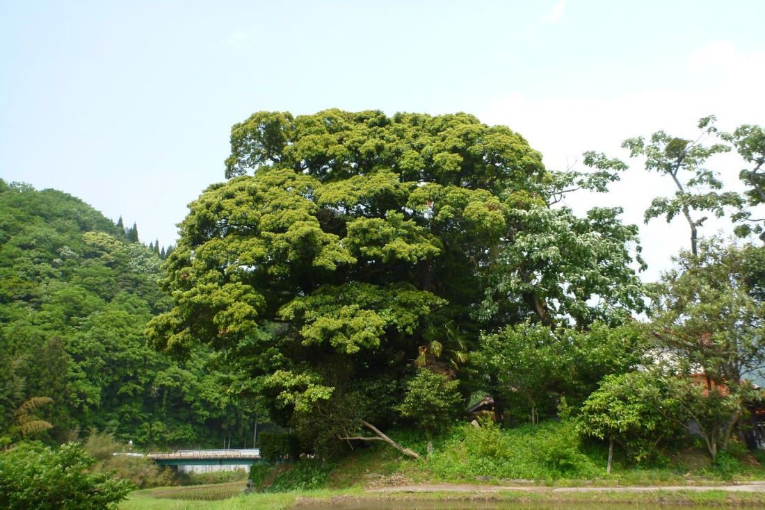 鎌田家の菩提樹