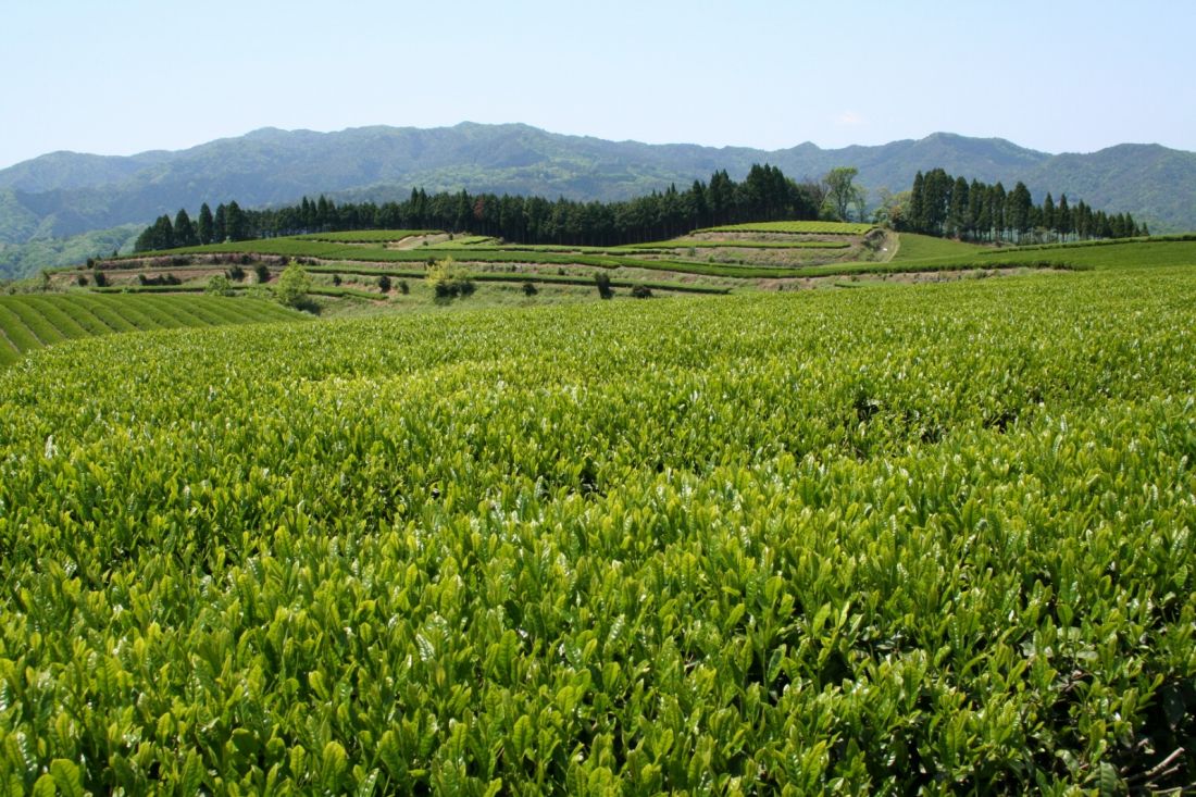 上の台　緑の村