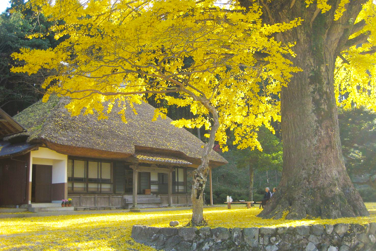 金言寺