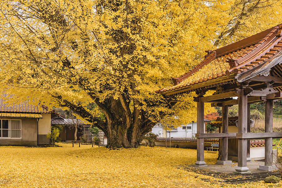 浄善寺