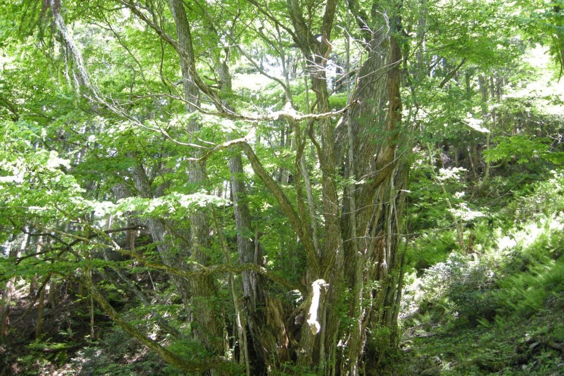 竹崎のカツラ