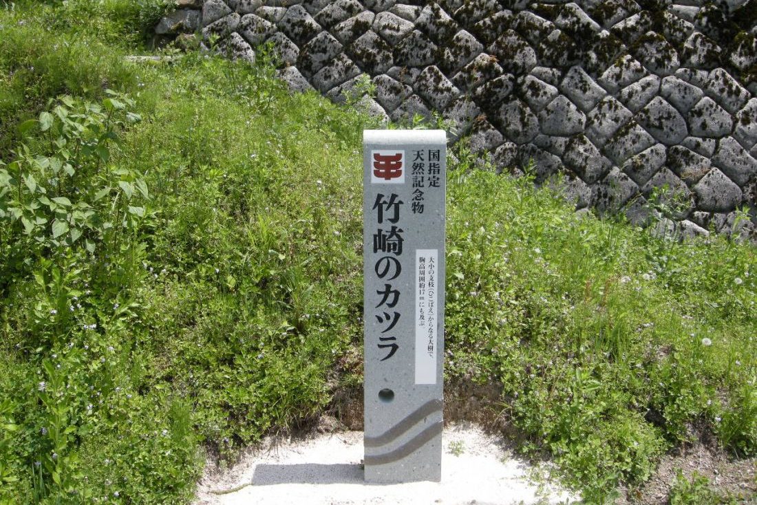 竹崎のカツラ